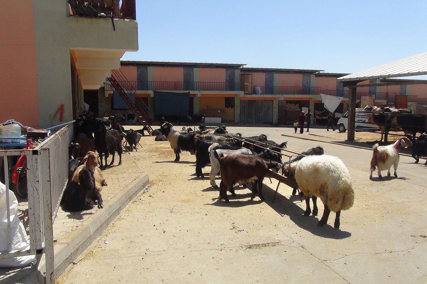 Adıyaman canlı hayvan pazarında sessizlik hâkim